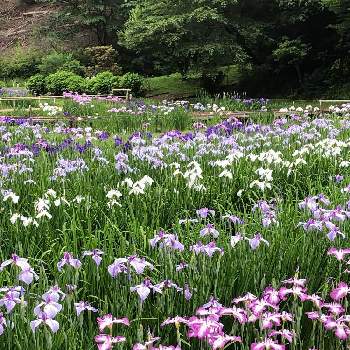 湿性植物の画像 by yurijaさん | 花菖蒲と青梅吹上菖蒲園と東京多摩地区と湿性植物と初夏の花たちと里山