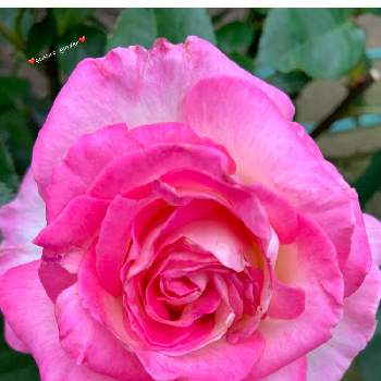 プリンセスドゥ・モナコの画像 by ごんたさん | 小さな庭とプリンセスドゥ・モナコとバラ初心者とばら バラ 薔薇と薔薇のある暮らし♡とおうち園芸と#花のある暮らしと薔薇が好き❤と乙女色クラブと薔薇♪