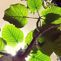 ウンベラータ,葉っぱ,美しい, ウンベラータ,ウンベラータ♡︎ʾʾの画像