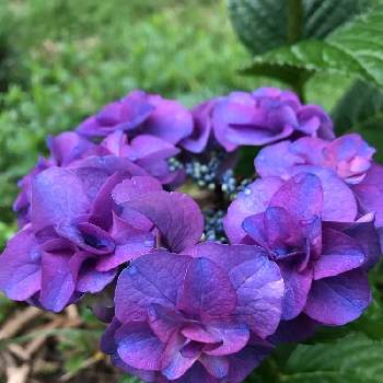 紫色の画像 by cactus66さん | ガクアジサイ。と色鮮やかと癒しと紫陽花 アジサイ あじさいと八重咲き♪と可愛いとあじさいフォトコンテスト2022と花のある暮らしと紫色とアジサイ♪