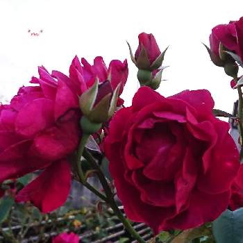 オデュッセイア♡の画像 by *mi*さん | 小さな庭と薔薇の季節とばら バラ 薔薇とオデュッセイア♡と薔薇の花壇