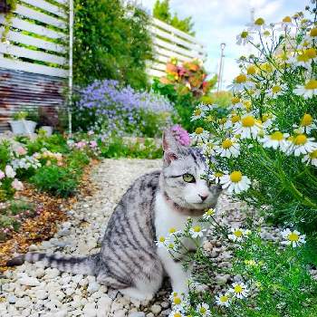 猫のいる暮らしの画像 by 猫みんみさん | 広い庭とはなとMatricaria recutita( ｶﾓﾐｰﾙ )とニャンニャン祭りとみどりのある暮らしとスマホ撮影と植物のある暮らしと猫好きとねこと緑のある暮らしとお散歩猫とso cute♡とガーデニング初心者と花のある暮らしとどんどん増えると猫のいる暮らし