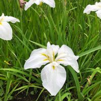 ハナショウブ,花のある暮らし,お写ん歩,平和を願う☆,植物がある暮らしの画像