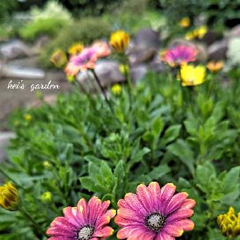 花の写真の画像 by keiさん | 広い庭とオステオスペルマム・マスカレードと花の写真と花壇とマイガーデンと庭のある暮らしとガーデニングと花のある暮らし