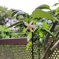 柚子,久しぶりの開花,バルコニー/ベランダの画像