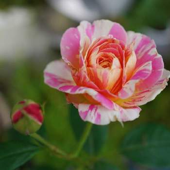 薔薇 クロード・モネの画像 by ぷいむいさん | 広い庭と薔薇 クロード・モネとバラ 鉢植えとばら バラ 薔薇