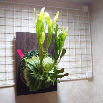 植物用LEDの画像 by モンステラプラスさん | 壁/天井とコウモリランとビカクシダ リドレイと植物用LEDと我が家の植物紹介とビカクシダ板付