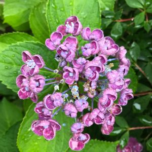 紫陽花 ポップコーン,街の植栽,街のカダン,街で見かけた花,アジサイ大好きの画像