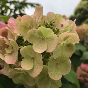 柏葉紫陽花(カシワバアジサイ),花のある暮らし,街の植栽,街のカダン,街で見かけた花の画像