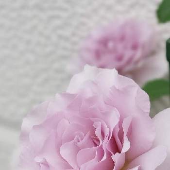 バラ ニューウェーブの投稿画像一覧 Greensnap グリーンスナップ