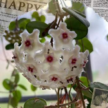 ホヤ マチルダ の投稿画像一覧 Greensnap グリーンスナップ