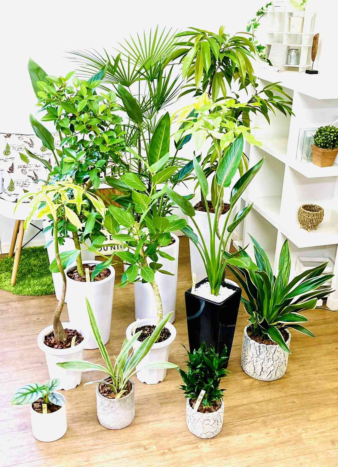 サンスベリア グイネンシス マノリンの一覧|🍀GreenSnap サンスベリア グイネンシス マノリンの一覧|🍀GreenSnap