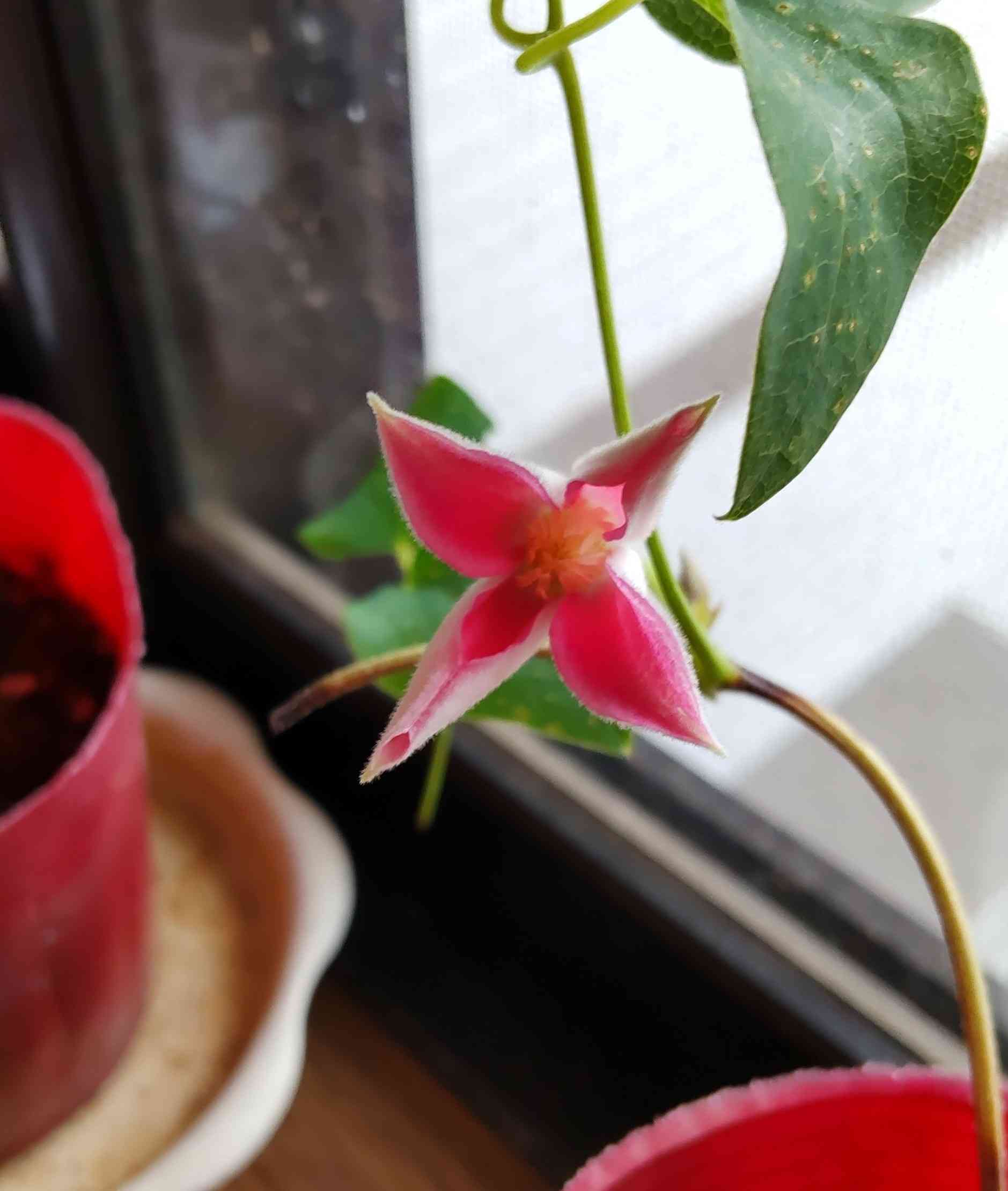 ＊北田様確認用＊クレマチス　プリンセスダイアナ　挿し木苗　ポットのまま発送 クレマチス(プリンセスダイアナ)の成長記録｜🍀GreenSnap（グリーン