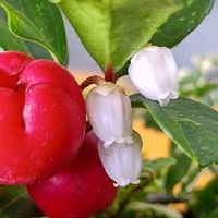チェッカーベリー,白い花,赤い実,幸せな時間,バルコニー/ベランダの画像