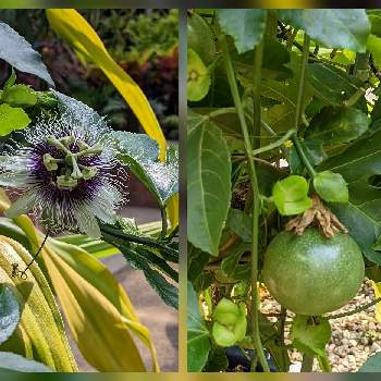 クダモノトケイソウ パッションフルーツの投稿画像一覧 Greensnap グリーンスナップ