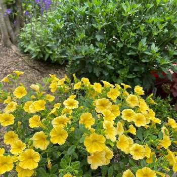 ミリオンベルイエローの画像 by mayflower4さん | 小さな庭とミリオンベルイエローと花と生きるサントリー