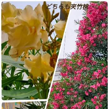 木曜日の朝の画像 by kikki-さん | 夾竹桃ときいろの花と真赤な花と木曜日の朝