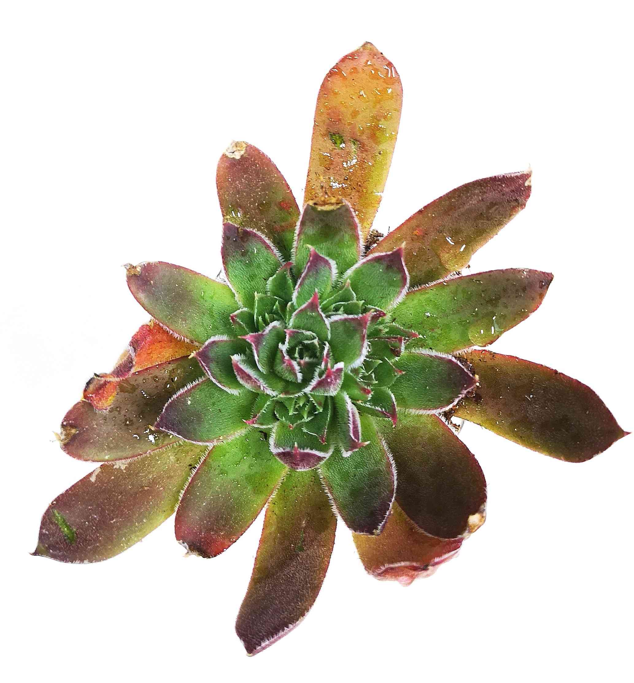 ファイヤーバード センペルビウムの一覧｜🍀GreenSnap（グリーンスナップ）