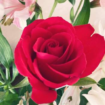 赤いお花❤️の画像 by 柚さん | インテリアと薔薇と花のある暮らしと赤いお花❤️