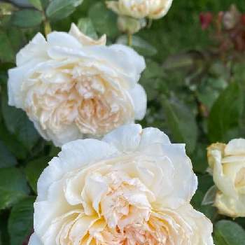 バラ ボレロの画像 by kemeさん | バラ ボレロとばら バラ 薔薇とマイガーデンとバラのある暮らしとバラ 鉢植えとガーデニングと花のある暮らしとバラ・ミニバラとバラを楽しむ