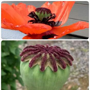 オリエンタルポピー の投稿画像一覧 Greensnap グリーンスナップ