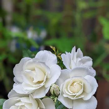 バラの花♡の画像 by hiroさん | エントランスとバラ アイスバーグと花のある暮らし♡とGSの皆さまに感謝♡とバラ＊アイスバーグといい香りと白い花と見てくれてありがとう♡とバラの花♡