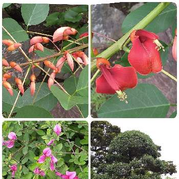 デイゴの花の投稿画像一覧 Greensnap グリーンスナップ