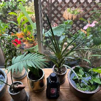 メダカ鉢の画像 by 鹿の助さん | 窓辺とハイビスカスと観葉植物と植物のある暮らしと植物男子とメダカ鉢と南国植物と成長記録