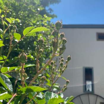 花持ちが良いの投稿画像一覧 Greensnap グリーンスナップ