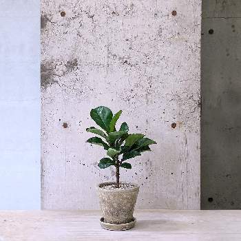 in tokyoの画像 by cagiさん | インテリアとフィカス・リラータ・バンビーノと観葉植物と植物のある暮らしとインダストリアルと武蔵小山とdesignとTRANSHIPとin tokyoとgreenとグリーンショップとparklife