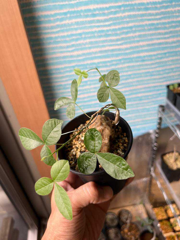 コミフォラオルビクラリスの可愛らしさを引き出す挑戦｜ 8014 「塊根