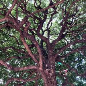 渋谷,街の植栽,樹木見上げ隊,お出かけ先の画像