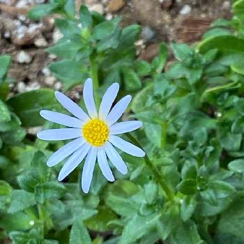 みやこわすれ の投稿画像一覧 Greensnap グリーンスナップ みやこわすれ の投稿画像一覧 Greensnap グリーンスナップ