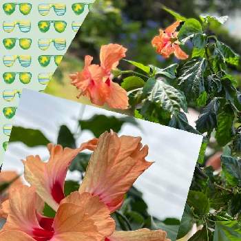 ハイビスカスフラミンゴの画像 by 福ママさん | バルコニー/ベランダとハイビスカスフラミンゴとスマホ撮影とオレンジ色の花と小さな幸せ❤とコロナに負けるな！と医療現場の人々に感謝と花のある暮らしと頑張ろう日本❣️