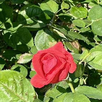 薔薇 ダブルノックアウト 赤の画像 by Kay_Tama-gsk さん | 小さな庭と薔薇 ダブルノックアウト 赤とカラフルと初夏の花たちと鮮やか と赤い花と真っ赤とKays_garden