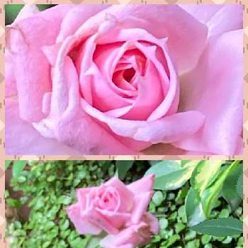 ご安全にーの画像 by グランさん | 小さな庭とミニバラとミニバラ鉢植えと植物大好きとご安全にーとGSミニモニ。とバラと夢CLUBと癒されると可愛い〜♡と可愛すぎる♡と癒しの場所とピンク色の花と可愛いとバラ・ミニバラとGS植物うちなーぐち会