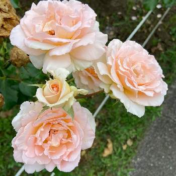 薔薇園の画像 by Koharu さん | 薔薇とローズとピンクの薔薇と薔薇園と公園散策とお花探し