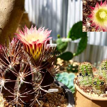 黄花白檀の投稿画像一覧 Greensnap グリーンスナップ