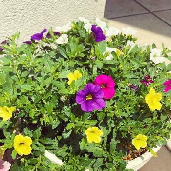 色とりどりにの画像 by RIRIさん | 小さな庭と私の癒しとミリオンベル・サマーと色とりどりにとガーデニングと花のある暮らしとサントリーミリオンベルと寄せ植え大好きと花が好きとやっぱり花が好き♡