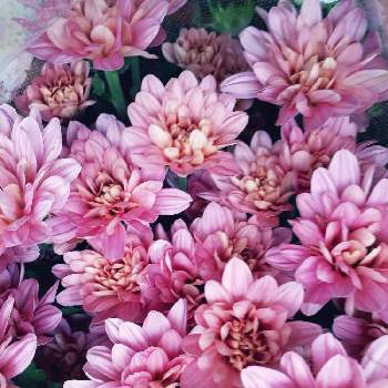 花市場の画像 by すいかさん | スプレー菊と花市場と仕事先とはなのある暮らしとピンクのお花♡