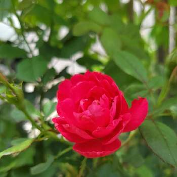 バラ　チェリーボニカの画像 by serenityさん | 小さな庭とバラ　チェリーボニカとバラとばら バラ 薔薇と庭の花と鉢植えとガーデニングと二番花