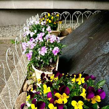 好きな花♡の画像 by 畔道烏さん | 玄関とビオラと癒やされると心、ほっこりと花から元気をと鮮やか と好きな花♡と花のある暮らしとプレゼントの花