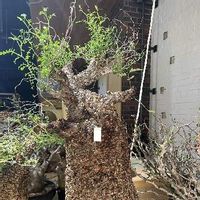 オペルクリカリア・パキプス,塊根植物,現地球,ベアルート,部屋の画像
