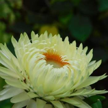 ヘリクリサム ムギワラギク 帝王貝細工 の投稿画像一覧 Greensnap グリーンスナップ ヘリクリサム ムギワラギク 帝王貝細工 の投稿画像一覧 Greensnap グリーンスナップ