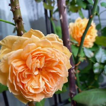 バラクラウンプリンセスマルガリータの投稿画像一覧 Greensnap グリーンスナップ