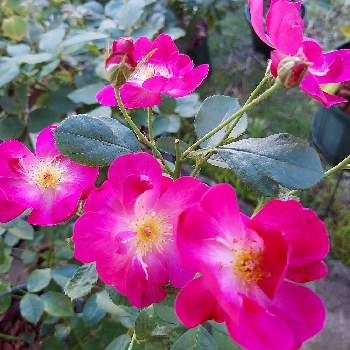 カワイイ～☺️の画像 by IKUMAMAさん | 小さな庭とカワイイ～☺️と咲いてくれてありがとう❤とおうち園芸と鉢植えのバラとバラ・ミニバラとバラを楽しむと癒し♡