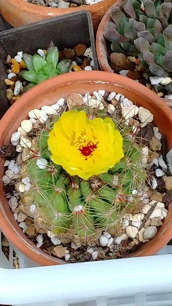 サボテン🌵の花｜🍀GreenSnap（グリーンスナップ）