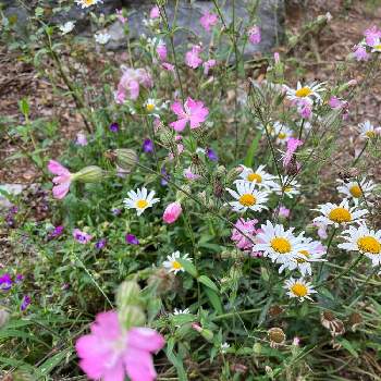 マーガレット,シレネ,自宅にて,零れ種から,綺麗な花の画像
