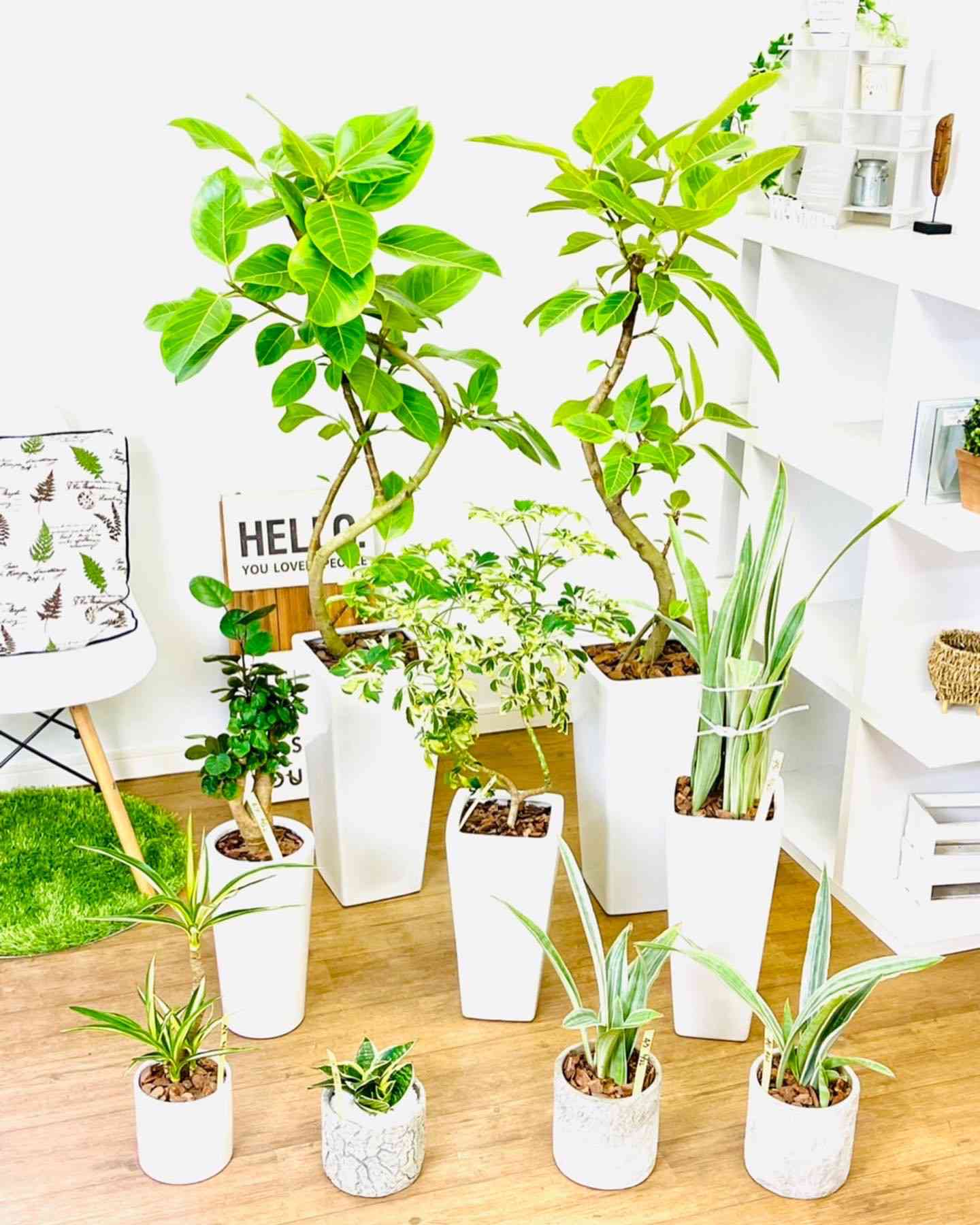 サンスベリア グイネンシス マノリンの一覧|🍀GreenSnap サンスベリア グイネンシス マノリンの一覧|🍀GreenSnap