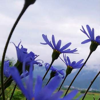 チーム・ブルーNo.120の画像 by かすみそうさん | ブルーデージーとチーム・ブルーNo.120と青い花とその葉を写そう！2022とおうち園芸と花に魅せられてと可愛い〜♡と青い花マニアとチーム・ブルーといやし♪